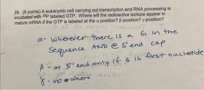 Solved 28. (6 points) A eukaryotic cell carrying out | Chegg.com