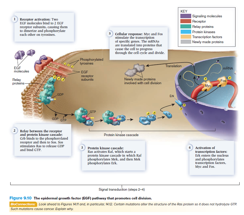Solved The relay protein Ras is part of the EGF pathway that p