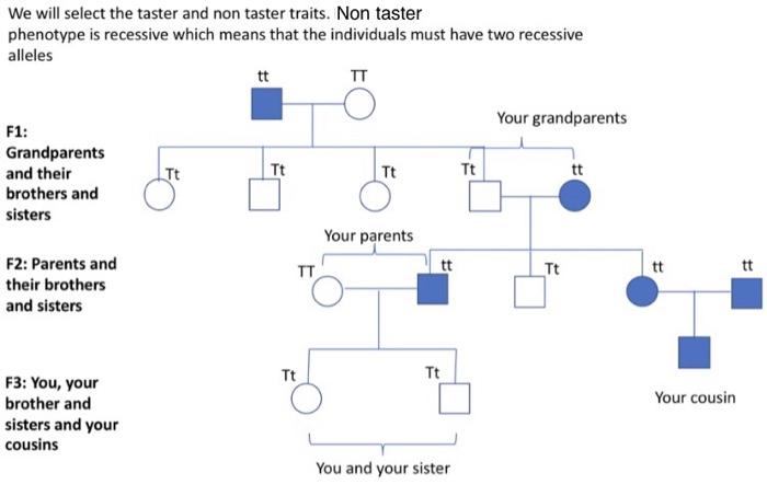 We will select the taster and non taster traits. Non taster phenotype is recessive which means that the individuals must have