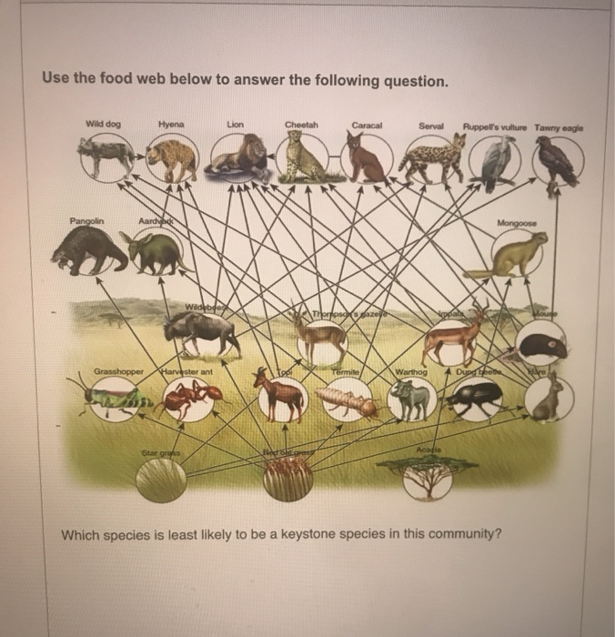 Solved Use the food web below to answer the following | Chegg.com