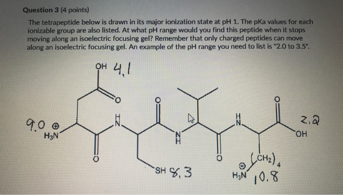 Solved Question 3 (4 points) The tetrapeptide below is drawn 