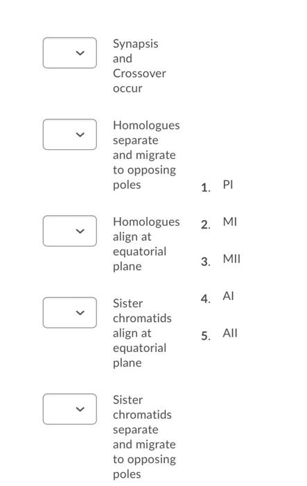 Solved > Synapsis and Crossover occur Homologues separate | Chegg.com