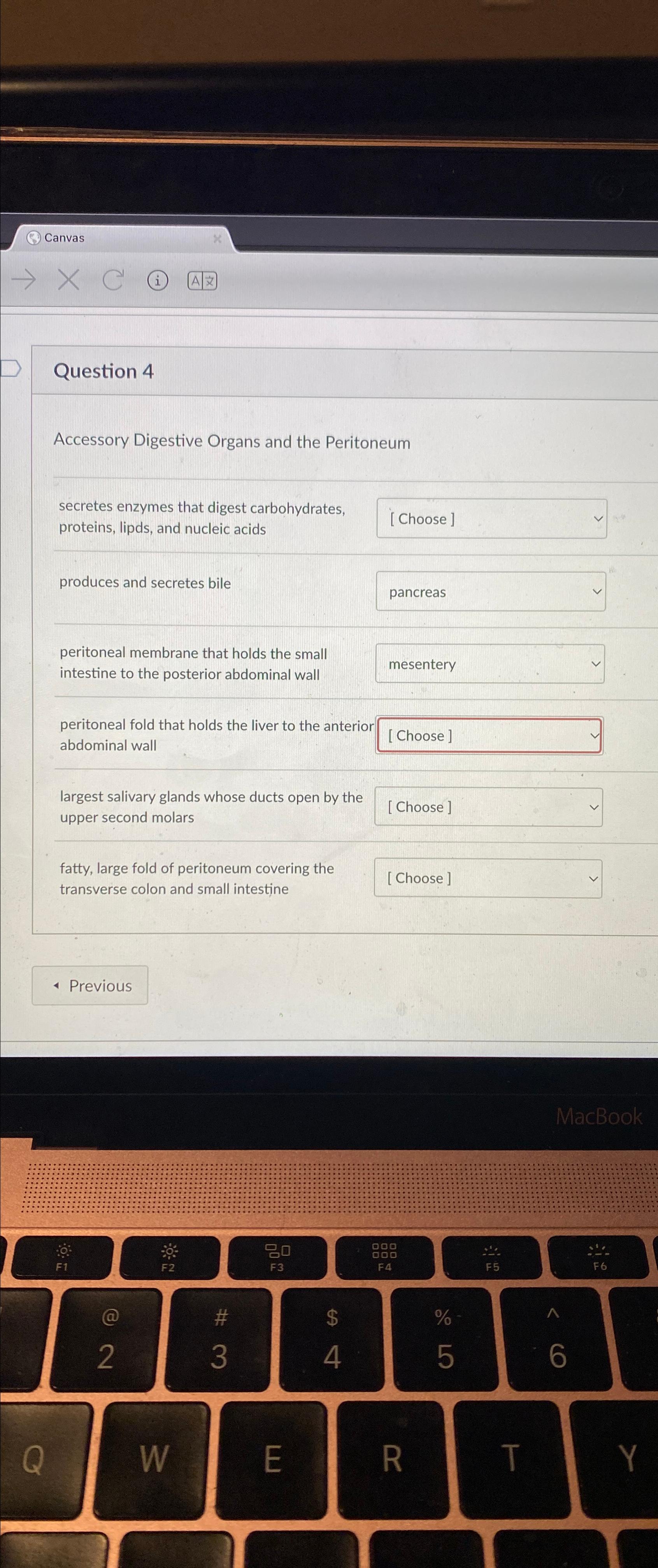 Solved CanvasQuestion 4Accessory Digestive Organs and the | Chegg.com