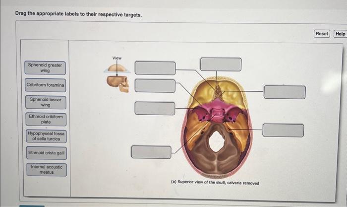 Solved Drag the appropriate labels to their respective | Chegg.com