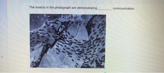 Solved The insects in the photograph are demonstrating | Chegg.com