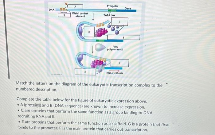 Solved Match the letters on the diagram of the eukaryotic | Chegg.com