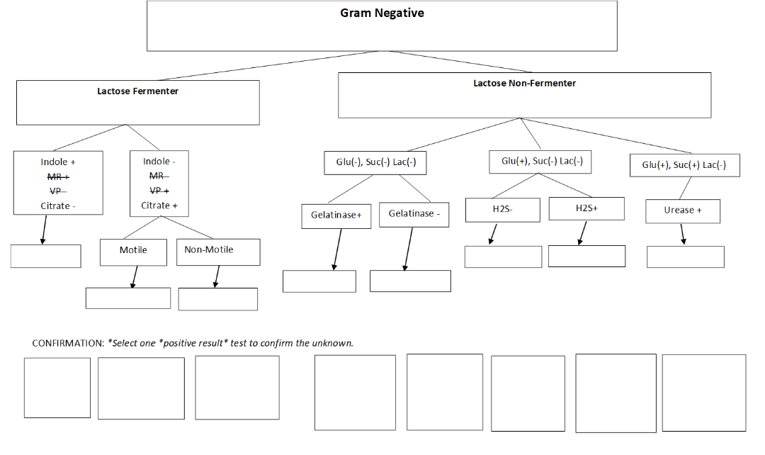 Solved Gram Negativelactose Fermenterlactose 