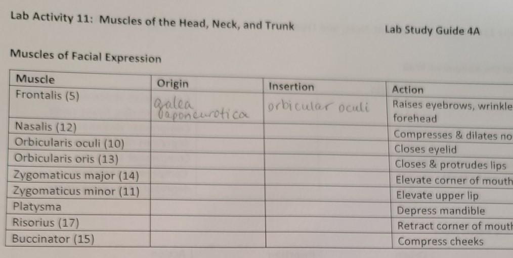 Solved Lab Activity 11 Muscles of the Head Neck and Trunk