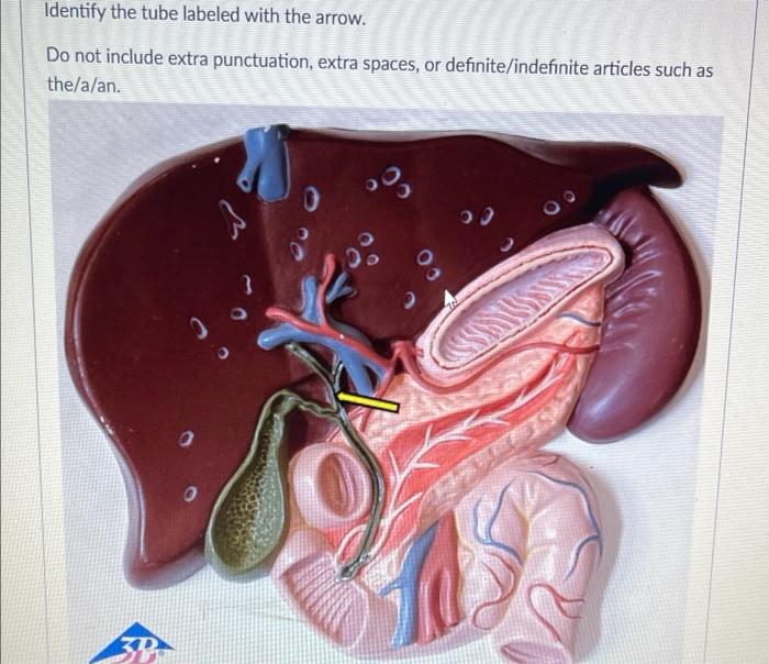 Solved Identify the tube labeled with the arrow. Do not | Chegg.com