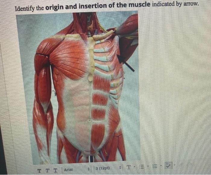 Solved Name one insertion of the indicated muscle Aside