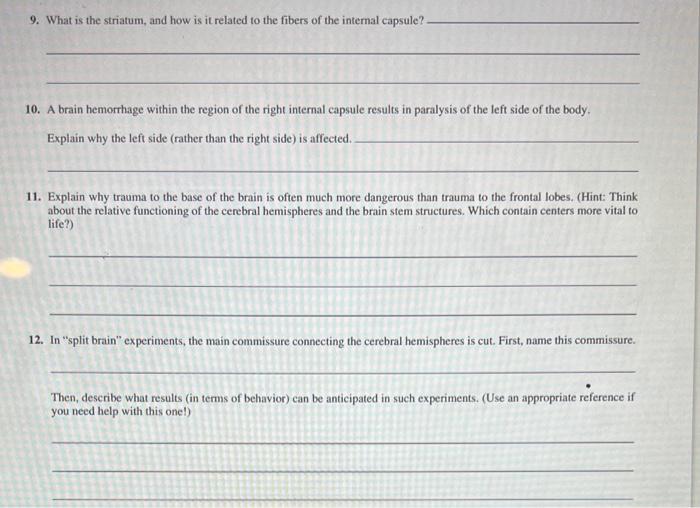 Solved 9. What is the striatum, and how is it related to the | Chegg.com