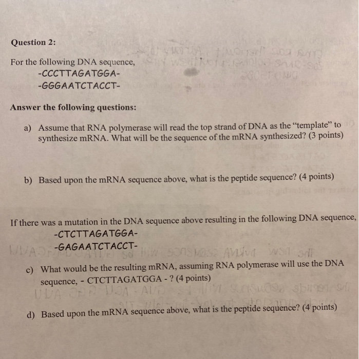 Solved Question 2: For The Following DNA Sequence, | Chegg.com