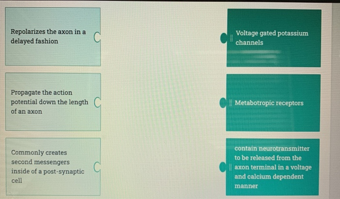 Solved The propagation of the action potential matching i | Chegg.com