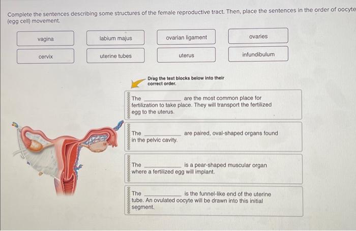 Solved Complete the sentences describing some structures of | Chegg.com