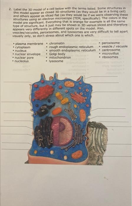 Solved 2. Label the 3D model of a cell below with the terms | Chegg.com