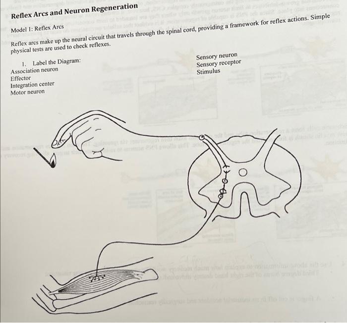 Solved Reflex Arcs and Neuron Regeneration Model 1: Reflex | Chegg.com