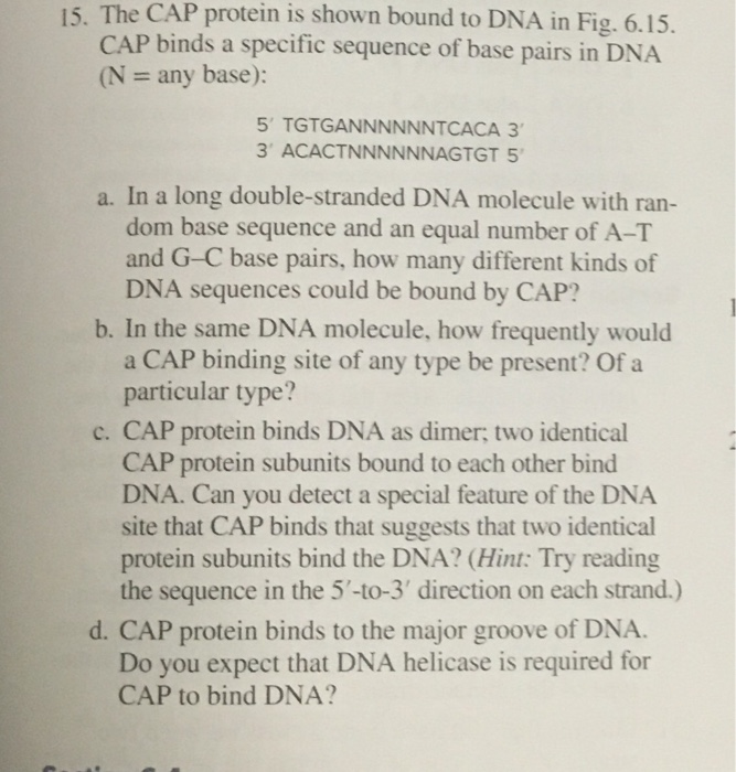 Solved 15. The CAP protein is shown bound to DNA in Fig. | Chegg.com