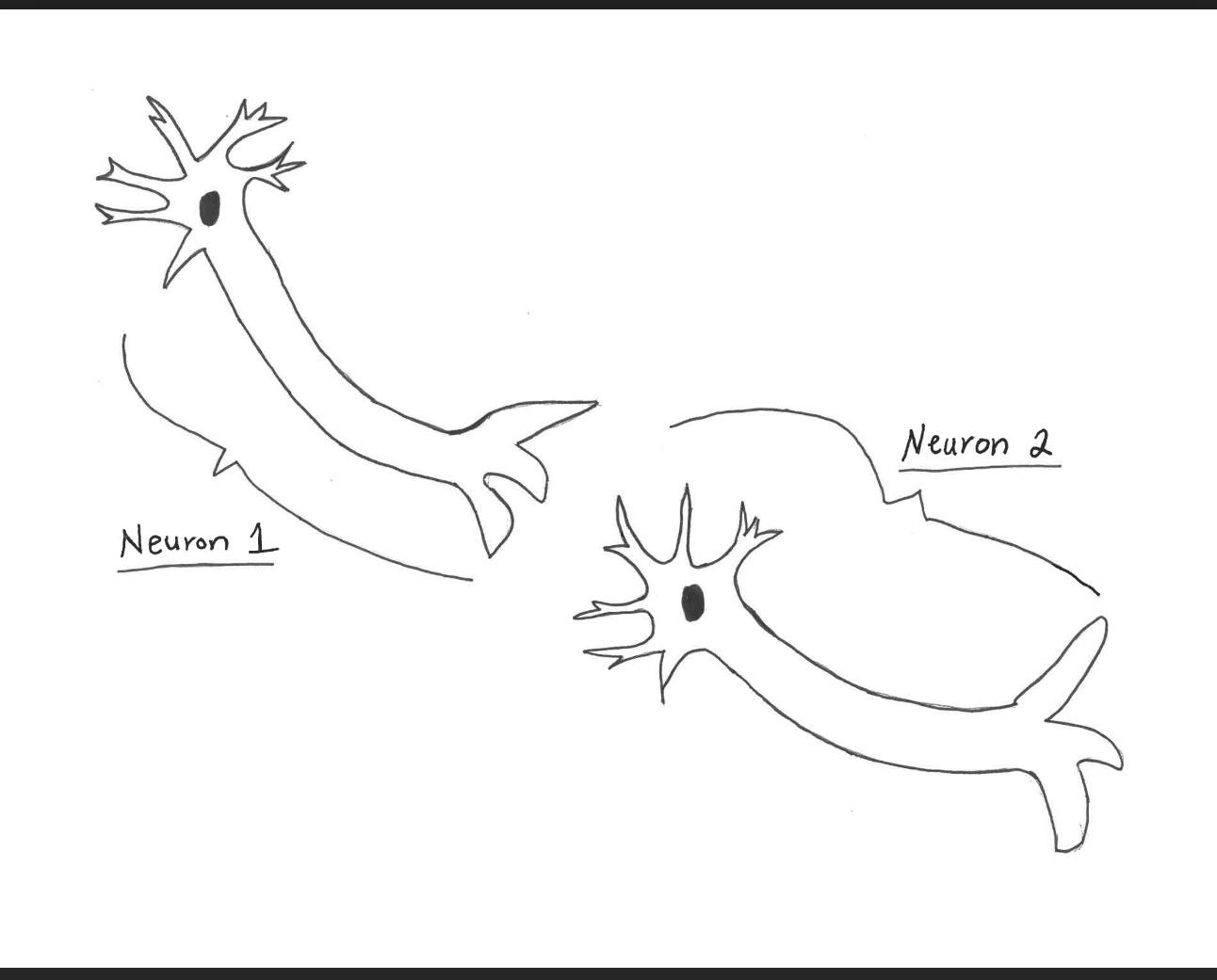 Solved Neuron 1 in the Diagram: Action Potential (this part | Chegg.com