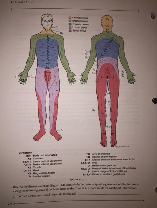 Solved Cerca இரகர Thorace Na Lund 23 26 803 Ge Dermatome Chegg Com