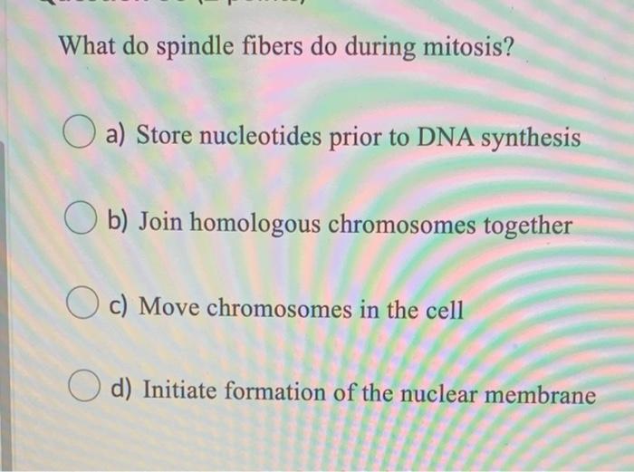 Solved What do spindle fibers do during mitosis? a) Store | Chegg.com