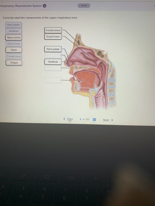 Solved Respiratory Reproductive System Correctly Label The Chegg Com