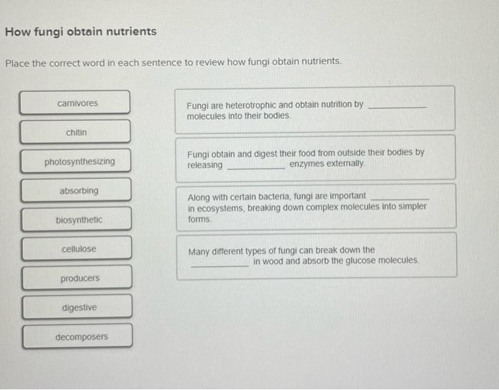 solved-how-fungi-obtain-nutrients-place-the-correct-word-in-chegg
