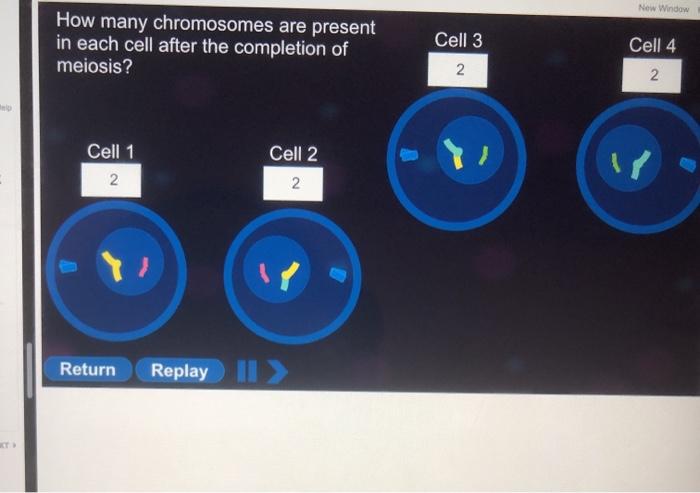 solved-now-window-how-many-chromosomes-are-present-in-each-chegg