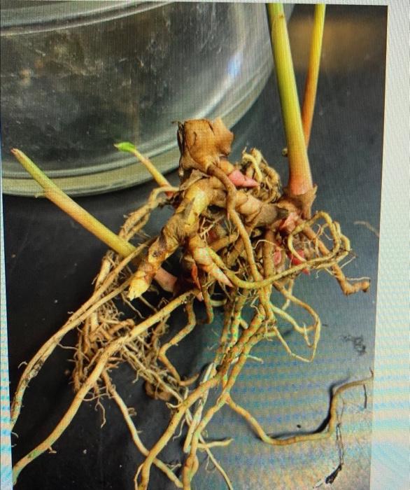 Solved 3. Modified stems View the modified stems presented