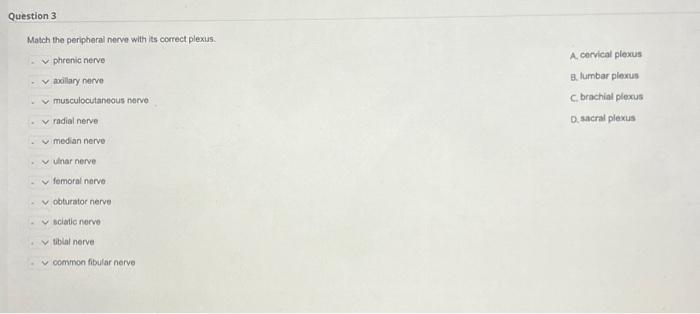 Solved Match the structures with the correct division of the | Chegg.com