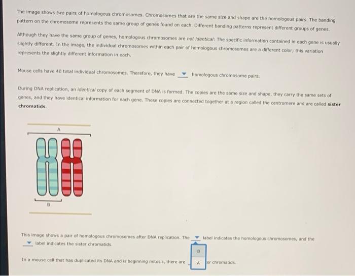 Solved 3. Homologous chromosomes and sister chromatids Most | Chegg.com