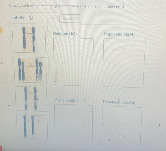 Ces Classify Each Image Into The Type Of Chromosomal | Chegg.com