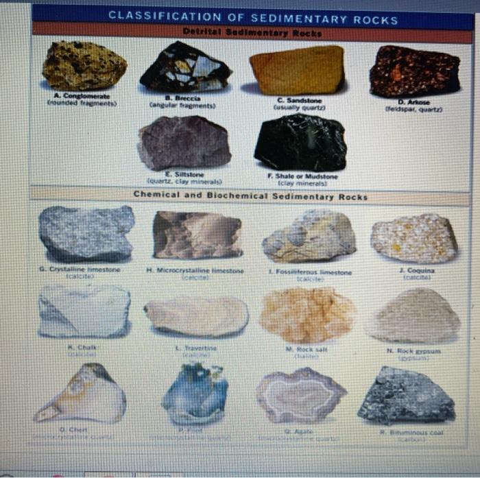 Solved CLASSIFICATION OF SEDIMENTARY ROCKS Data Sedimentary | Chegg.com