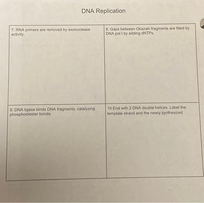 Solved DNA Replication | Chegg.com