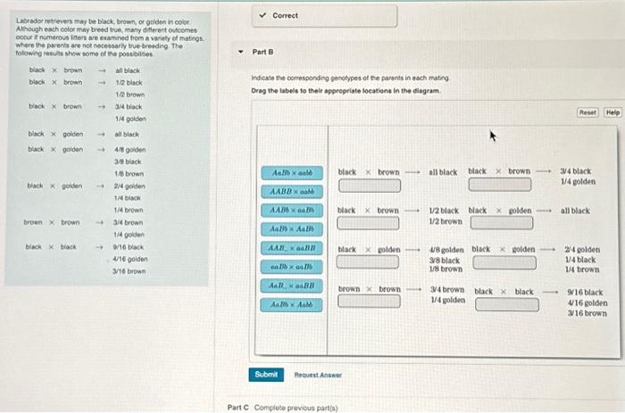 Solved Labrador retrievers may be black, brown, or golden in | Chegg.com