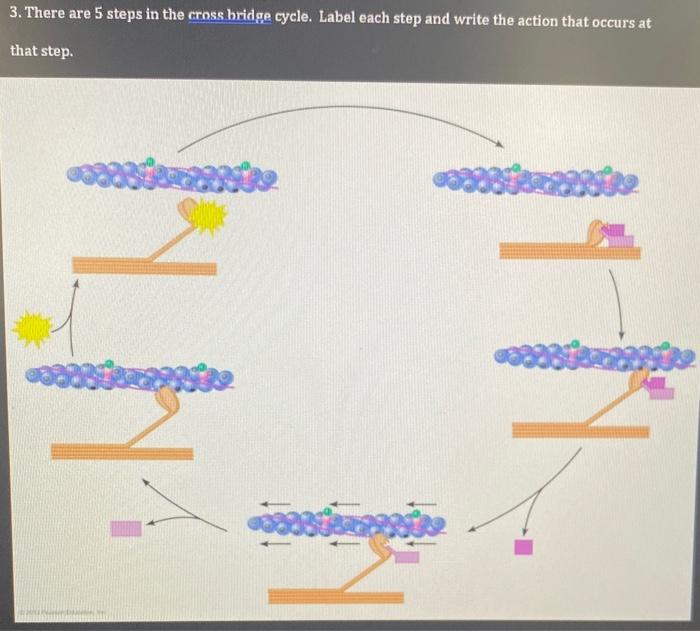 Solved 3. There are 5 steps in the cross bridge cycle. Label | Chegg.com