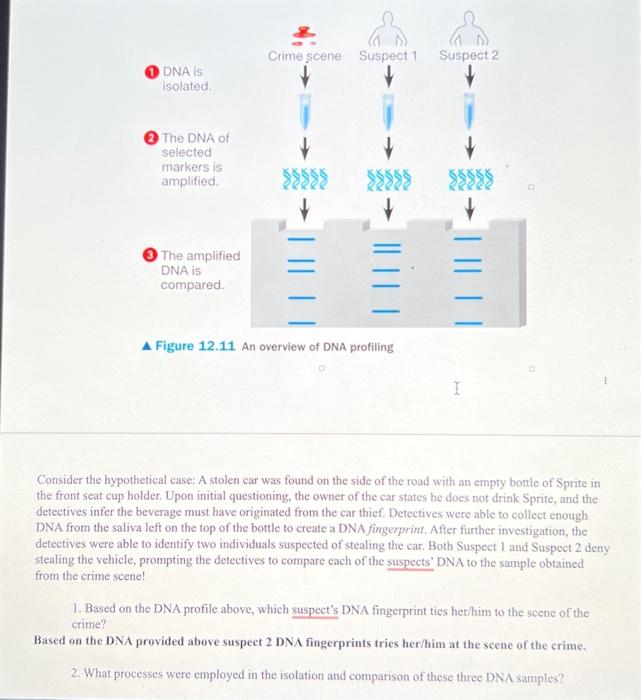 Solved A Figure 12.11 An overview of DNA profiling Consider | Chegg.com