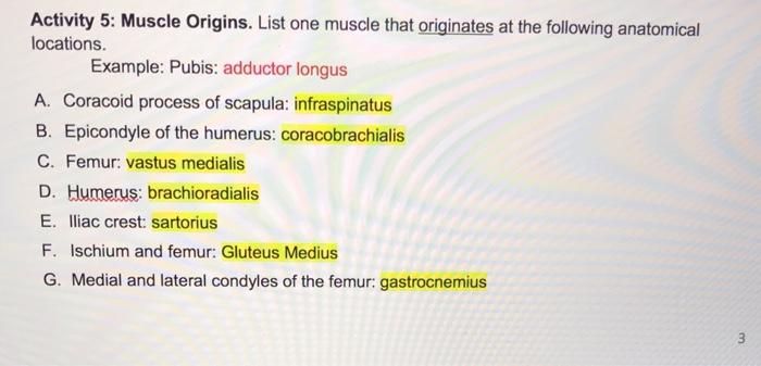 Solved Activity 5: Muscle Origins. List one muscle that | Chegg.com