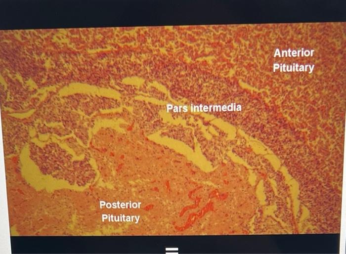 experiment 1 microscopic anatomy of the endocrine system