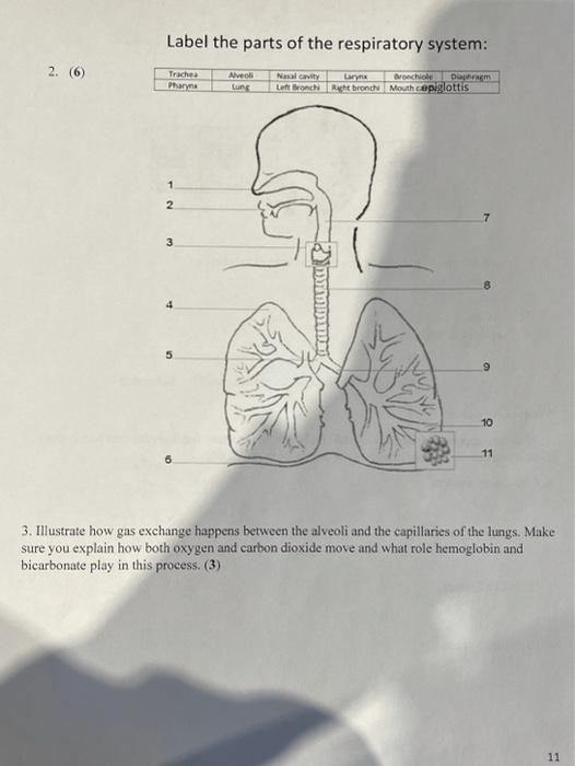 respiratory system labeled diagram