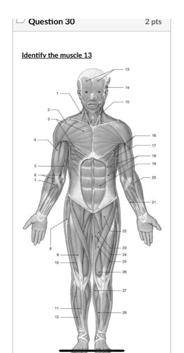 Question 30
2 pts
Identify the muscle 13