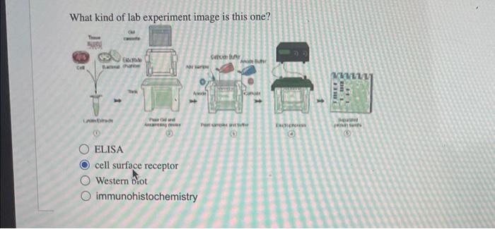 What kind of lab experiment image is this one? Cell | Chegg.com