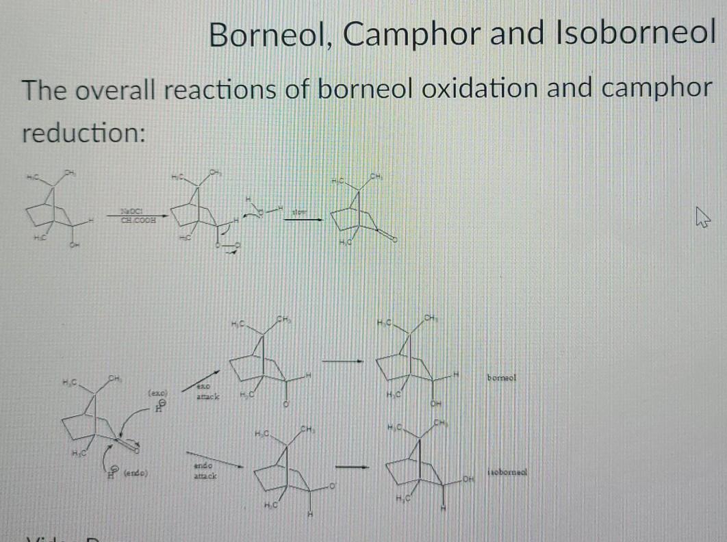 Solved Borneol Camphor And Isoborneol The Overall Reactions