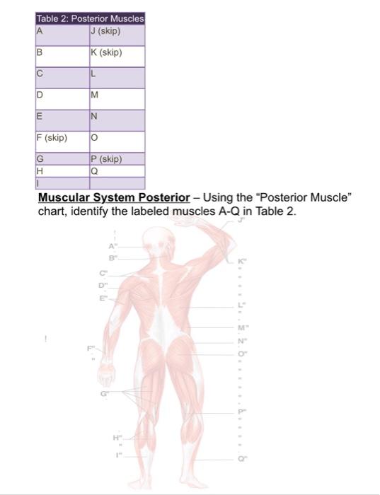 Solved Table 2 Posterior Muscles J Skip B K Skip L D Chegg Com