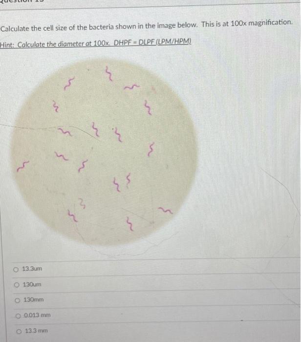 Calculate the cell size of the bacteria shown in the | Chegg.com