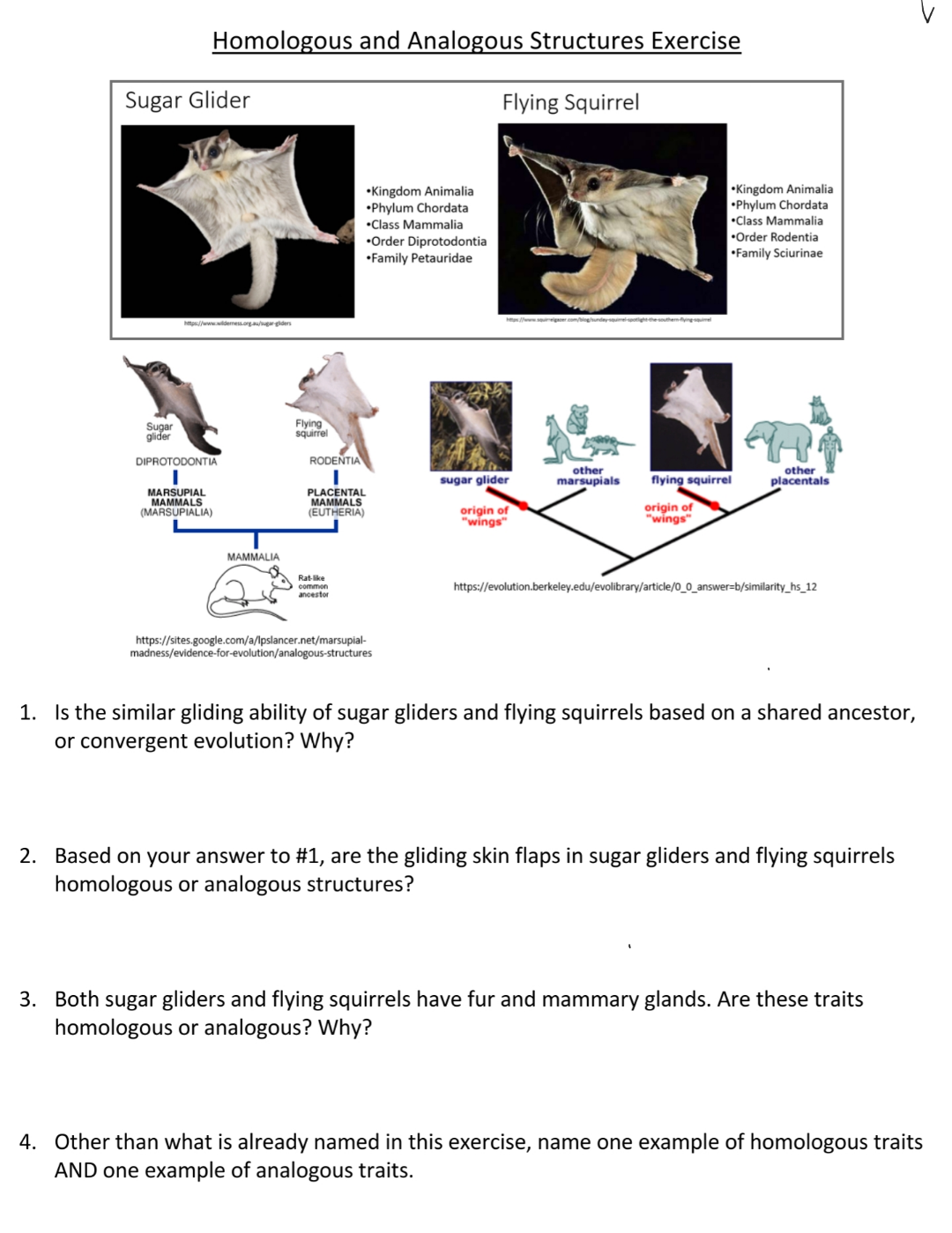 Sugar glider and flying hot sale squirrel