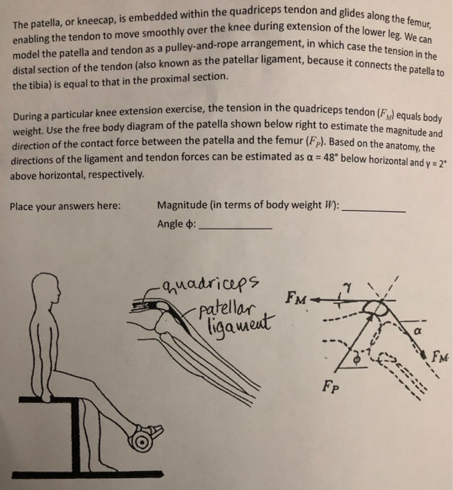 Solved s tendon and glides along the femur, extension of the | Chegg.com