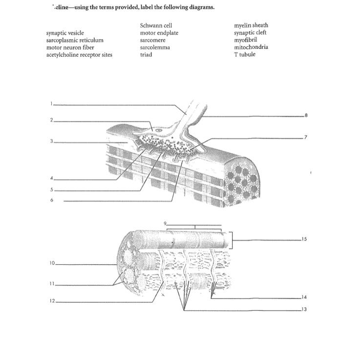 Solved 'eling - using the terms provided, label the | Chegg.com