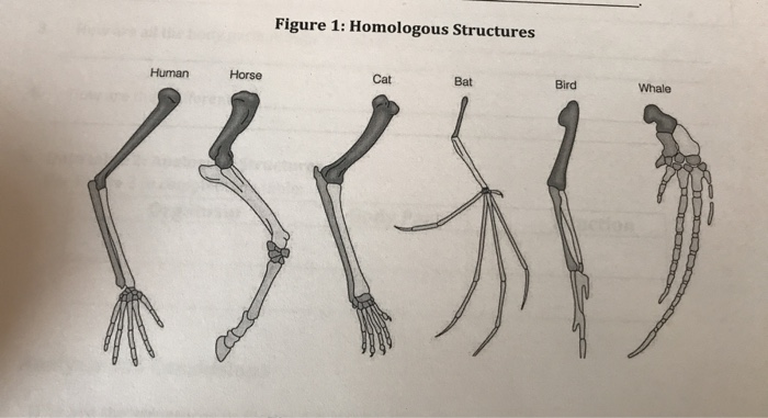 Solved 2. Data Table 1: Homologous Structures Use Figure 1 | Chegg.com