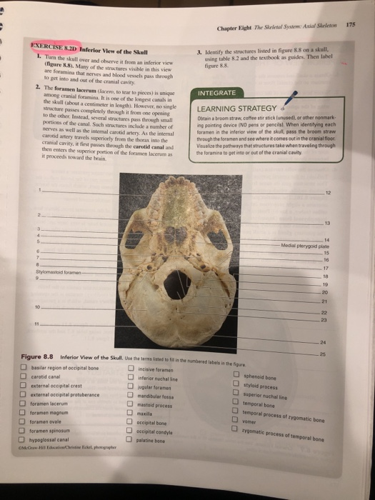Solved 175 Chapter Eight The Skeletal System Axial Skeleton Chegg Solved 175 Chapter Eight The Skeletal System Axial Skeleton Chegg
