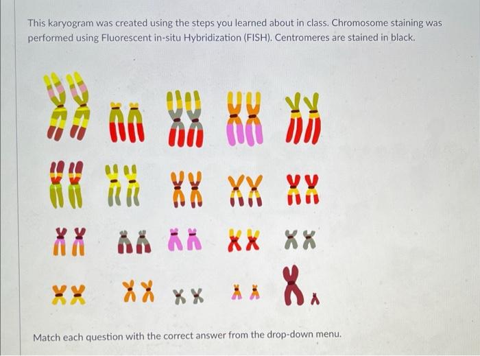 Solved This karyogram was created using the steps you | Chegg.com